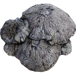 Myzelium